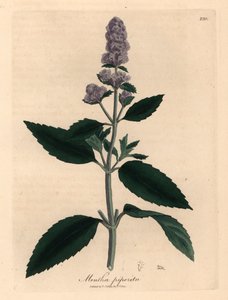 Lilablommig pepparmynta, Mentha piperita, från en botanisk illustration av James Sowerby från William Woodville och Sir William Jackson Hookers "Medical Botany" 1832 (handfärgad kopparstick) av James (after) Sowerby