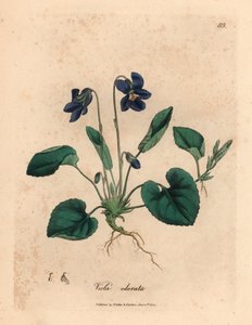 Lilablommig söt viol, Viola odorata, från en botanisk illustration av James Sowerby från William Woodville och Sir William Jackson Hookers "Medical Botany" 1832 (handfärgad kopparstick)