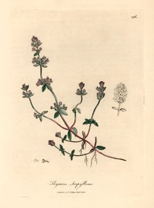 Lilablommig vild timjan, Thymus serpyllum, från en botanisk illustration av James Sowerby från William Woodville och Sir William Jackson Hookers "Medical Botany" 1832 (handfärgad kopparstick) av James (after) Sowerby