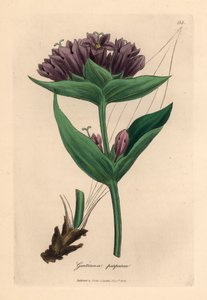 Lila gentiana, Gentiana purpurea, från en botanisk illustration av James Sowerby från William Woodville och Sir William Jackson Hookers "Medical Botany" 1832 (handfärgad kopparstick) av James (after) Sowerby