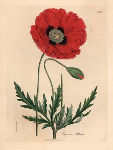 swedish av James (after) Sowerby