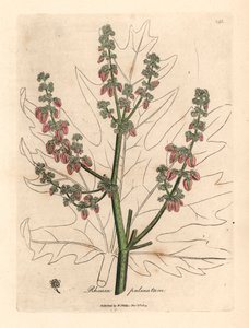 Rubarbblommor och stjälk, bladkontur, Rheum palmatum, från en botanisk illustration av James Sowerby från William Woodville och Sir William Jackson Hookers "Medical Botany" 1832 (handfärgad kopparstick) av James (after) Sowerby