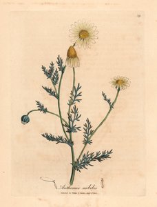 Vit och gulblommig kamomill, Anthemis nobilis, från en botanisk illustration av James Sowerby från William Woodville och Sir William Jackson Hookers "Medical Botany" 1832 (handfärgad kopparstick) av James (after) Sowerby