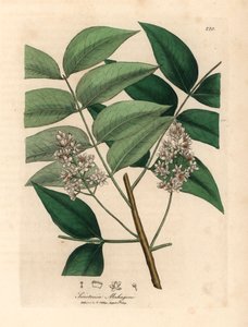 Vittblommigt mahognyträd, Swietenia mahogani, från en botanisk illustration av James Sowerby från William Woodville och Sir William Jackson Hookers "Medical Botany" 1832 (handfärgad kopparstick) av James (after) Sowerby