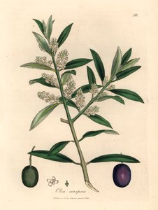 Vitblommigt europeiskt olivträd med frukt, Olea europaea, från en botanisk illustration av James Sowerby från William Woodville och Sir William Jackson Hookers "Medical Botany" 1832 (handfärgad kopparstick) av James (after) Sowerby
