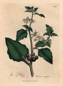 Vitblommiga, svarta bär, trädgårdsnattskugga, Solanum nigrum, från en botanisk illustration av James Sowerby från William Woodville och Sir William Jackson Hookers "Medical Botany" 1832 (handfärgad kopparstick)