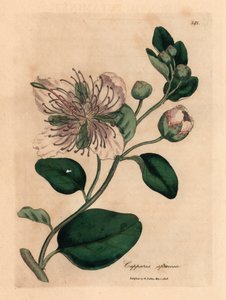 Vitblommig kaprisbuske, Capparis spinosa, från en botanisk illustration av James Sowerby från William Woodville och Sir William Jackson Hookers "Medical Botany" 1832 (handfärgad kopparstick) av James (after) Sowerby