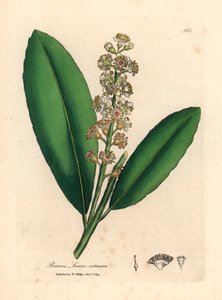 Vitblommigt körsbärslagerträd, Prunus laurocerasus, från en botanisk illustration av James Sowerby från William Woodville och Sir William Jackson Hookers "Medical Botany" 1832 (handfärgad kopparstick)