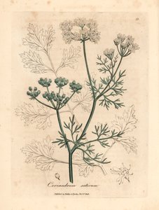 Vitblommig koriander, Coriandrum sativum, från en botanisk illustration av James Sowerby från William Woodville och Sir William Jackson Hookers "Medical Botany" 1832 (handfärgad kopparstick) av James (after) Sowerby