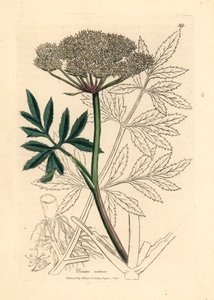 Vitblommig vattenhock, Cicuta virosa, från en botanisk illustration av James Sowerby från William Woodville och Sir William Jackson Hookers "Medical Botany" 1832 (handfärgad kopparstick) av James (after) Sowerby