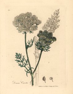 Vitblommig vild morotsväxt, Daucus carota, från en botanisk illustration av James Sowerby från William Woodville och Sir William Jackson Hookers "Medical Botany" 1832 (handfärgad kopparstick) av James (after) Sowerby