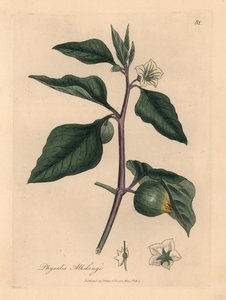 Vitblommiga vinterkörsbär, Physalis alkekengi, från en botanisk illustration av James Sowerby från William Woodville och Sir William Jackson Hookers "Medical Botany" 1832 (handfärgad kopparstick)