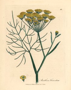 Gulblommig fänkål, Anethum foeniculum, från en botanisk illustration av James Sowerby från William Woodville och Sir William Jackson Hookers "Medical Botany" 1832 (handfärgad kopparstick)