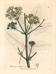 Gulblommig opopanax eller grov palsternacka, Pastinaca opopanax, från en botanisk illustration av James Sowerby från William Woodville och Sir William Jackson Hookers "Medical Botany" 1832 (handfärgad kopparstick) av James (after) Sowerby