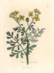 Gulblommig rue, Ruta graveolens, från en botanisk illustration av James Sowerby från William Woodville och Sir William Jackson Hookers "Medical Botany" 1832 (handfärgad kopparstick) av James (after) Sowerby