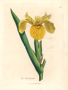 Gul vattenflagga, Iris pseudocorus, från en botanisk illustration av James Sowerby från William Woodville och Sir William Jackson Hookers "Medical Botany" 1832 (handfärgad kopparstick) av James (after) Sowerby