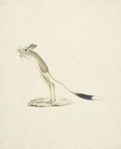 Jerboa nr 4 (wc över grafit på papper) av James 1730 94 Bruce