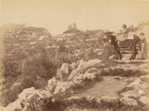 Capri [barn på mulåsna] av James Anderson