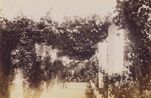 Trädgård - Capri av James Anderson