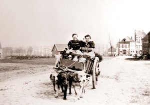 Hundar som drar kvinnor på en vagn, Antwerpen, 1898.