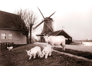 Getter, Laandam, Nederländerna, 1898. av James Batkin