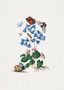 Dvärgprimula