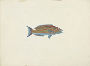En fisk, El Hudderi Imbo (gouache över grafit på papper) av James Bruce