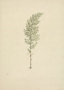 Arundinaria alpin K. Schum. (African Bamboo): färdig ritning av vana med rötter av James Bruce