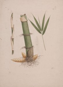 Arundinaria alpina K. Schum. (African Bamboo): färdig ritning av sektioner av stjälk och av skott med löv