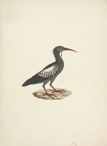 Bostrychia carunculata (Wattled Ibis) av James Bruce