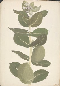 Calotropis procera (Ait.) Ait. f. (Apple of Sodom, Auricular Tree): färdig teckning av blommande och fruktväxt