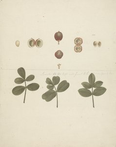 Commiphora gileadensis (L.) C. Chr. (Gileadbalsam, Opobalsam): färdig teckning av frukt, dissekerade frukter och löv av James Bruce