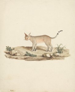 Startat Lynx av James Bruce