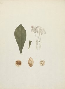 Gardenia ternifolia Schum.& Thonn. (Jovis-Tonantis): färdig ritning med ytterligare detalj av frukt av James Bruce
