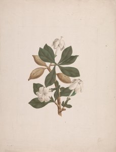 Gardenia ternifolia Schum.& Thonn. (Wild Gardenia): färdig teckning