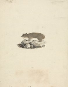 Heterohyrax brucei (hyrax med gulfläckig sten) av James Bruce