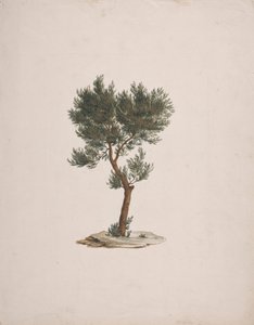 Juniperus Procera Endl. (African Pencil Cedar): Färdig ritning av trädens vana av James Bruce