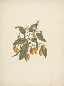 Mimusops kummel A. DC. : ritat klart med några blommor av James Bruce