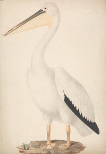 Pelecanus onocrotalus (stor vit pelikan) av James Bruce