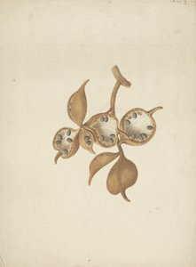 Sterculia africana (Lour.) Fiori: färdig teckning av stam med fröskidor, några öppna visar frön av James Bruce