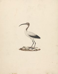 Threskiornis ethiopicus (African Sacred Ibis) av James Bruce