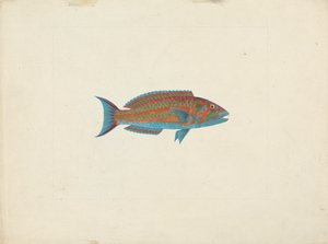 Oidentifierad fisk av James Bruce