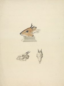 Oidentifierad Madoqua (Dik-dik): studie av huvud och skalle av James Bruce