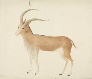 Oidentifierad hovdjur av James Bruce