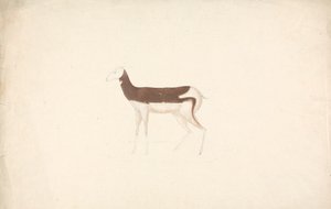Oidentifierad hovdjur av James Bruce