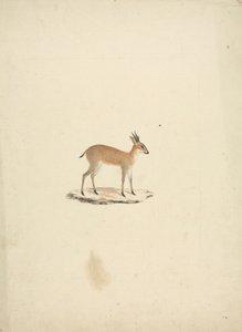 Oidentifierad madogua (Dik-dik) av James Bruce