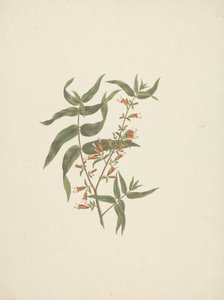 Woodfordia uniflora (A. Rich.) Koehne: färdig teckning av blommande skott av James Bruce