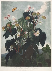 Florans tempel, eller naturens trädgård: Den Obique-bladiga Begonia
