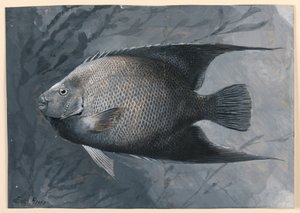 Ängelfisk av James Carter Beard
