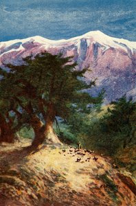 Libanons cedrar - Matt. xii. 33, c1924. Skapare: James Clark, Henry A Harper.